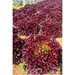 Lettuce, Red Frilly pp